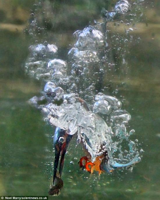 kingfisher-aquarium-2.jpg