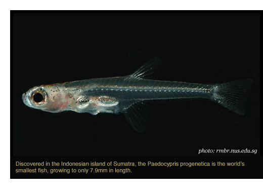 paedocyprisprogeneticaworldssmallestfish.gif
